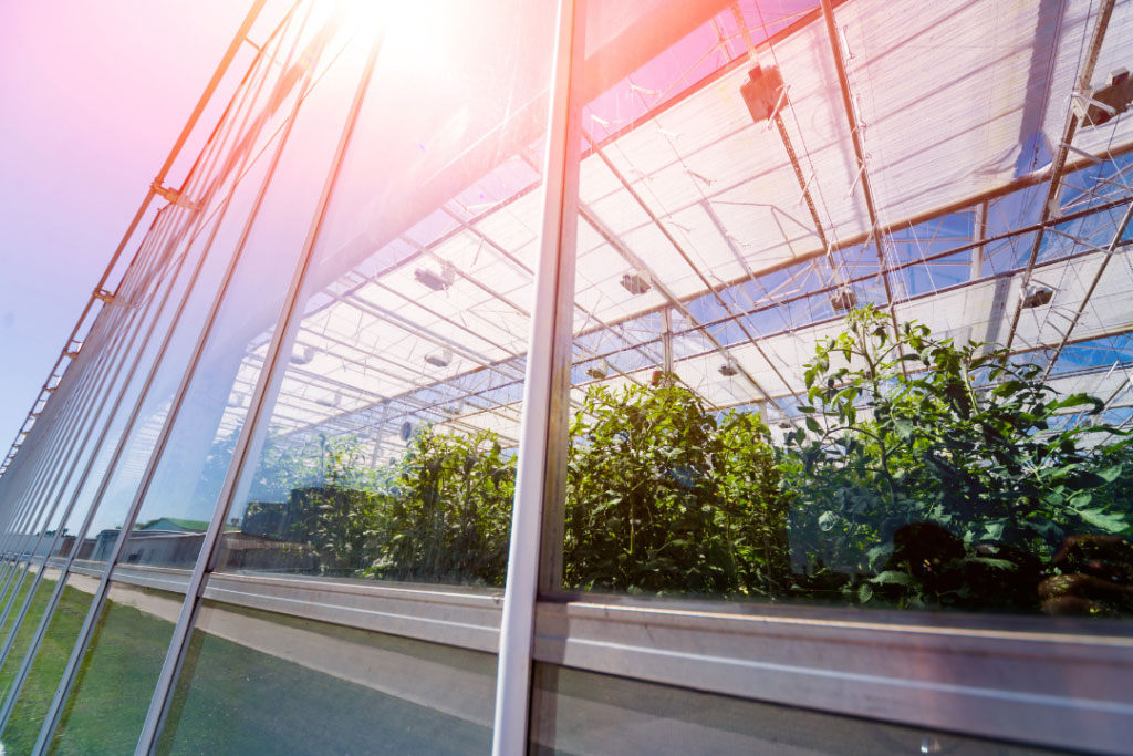 Serres sur toit - L'Assomption